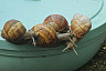 В саратовском лесу прошли первые гонки улиток